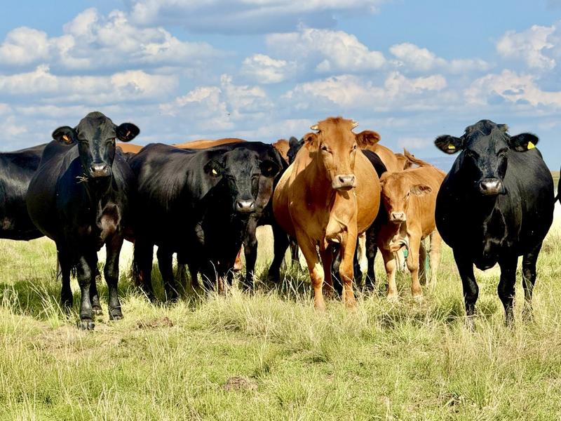 0 Bedroom Property for Sale in Harrismith Free State